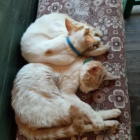 Hostel Altaris Bungalows Olympos Kumluca