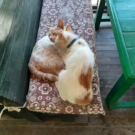 Hostel Altaris Bungalows Olympos Kumluca