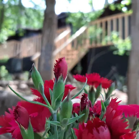 Hostel Altaris Bungalows Olympos Kumluca